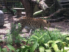 Panthera pardus orientalis