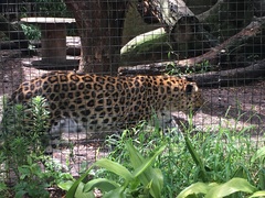 Panthera pardus orientalis