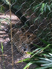 Panthera pardus orientalis