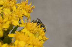 Colletes speculiferus