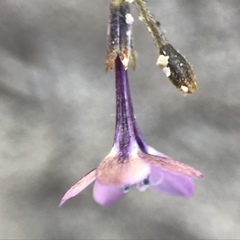 Gilia tenuiflora