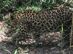 Panthera pardus orientalis