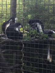 Colobus angolensis