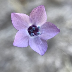 Gilia tenuiflora