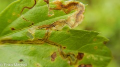 Liriomyza ptarmicae