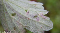 Liriomyza ptarmicae