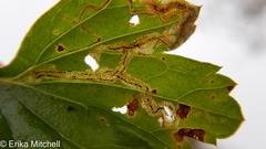 Liriomyza ptarmicae