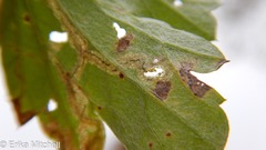 Liriomyza ptarmicae