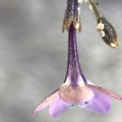 Gilia tenuiflora