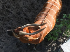 Tragelaphus eurycerus isaaci