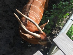 Tragelaphus eurycerus isaaci