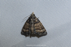Chlumetia transversa