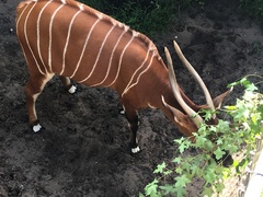 Tragelaphus eurycerus isaaci