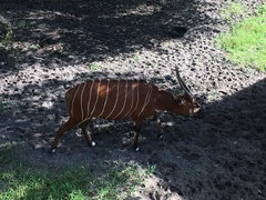 Tragelaphus eurycerus isaaci