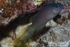 Oxycercichthys veliferus