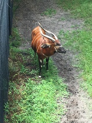 Tragelaphus eurycerus isaaci