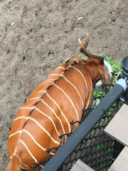 Tragelaphus eurycerus isaaci