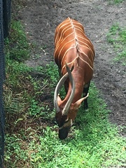 Tragelaphus eurycerus isaaci