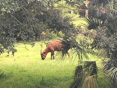 Tragelaphus eurycerus isaaci