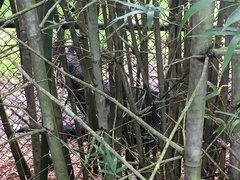 Tragelaphus eurycerus isaaci