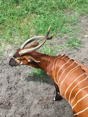 Tragelaphus eurycerus isaaci