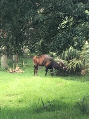 Tragelaphus eurycerus isaaci