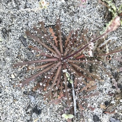 Malacothrix floccifera