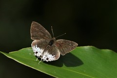 Hypolycaena sipylus
