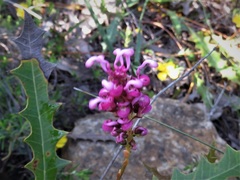 Grevillea quercifolia