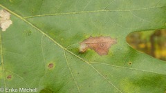 Aceria querci