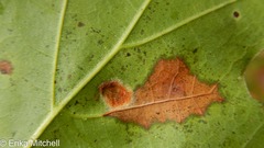 Aceria querci