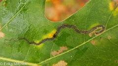 Stigmella nigriverticella