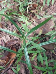 Cyperus albostriatus
