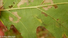 Stigmella nigriverticella