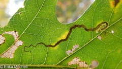 Stigmella nigriverticella