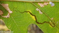 Stigmella nigriverticella