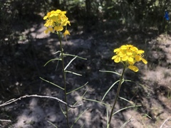 Erysimum teretifolium