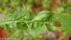 Asphondylia solidaginis