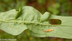 Asphondylia solidaginis