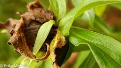 Rhopalomyia capitata
