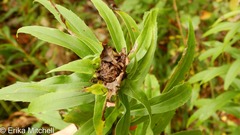 Rhopalomyia capitata