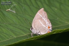 Strephonota strephon