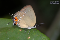 Theclopsis lydus