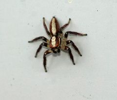 Cytaea alburna