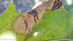 Coptotriche castaneaeella