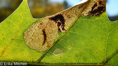 Coptotriche castaneaeella