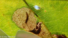 Coptotriche castaneaeella