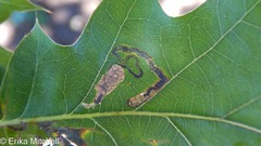 Stigmella nigriverticella