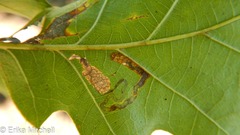 Stigmella nigriverticella