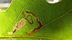 Stigmella nigriverticella